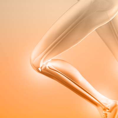 Muscles / Tendons
